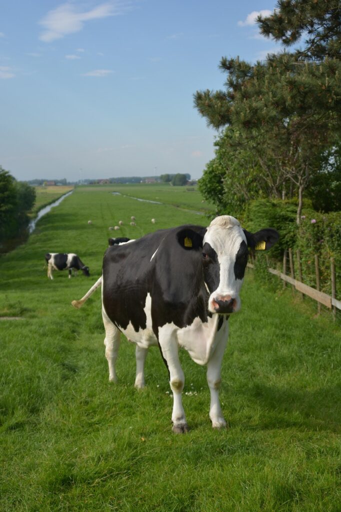 cow, netherlands, landscape, rural, green cow, cow, cow, cow, cow, cow, landscape