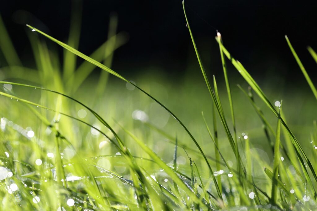 grass, dewdrop, nature, meadow, flora, nature, nature, nature, nature, nature, meadow, meadow, meadow
