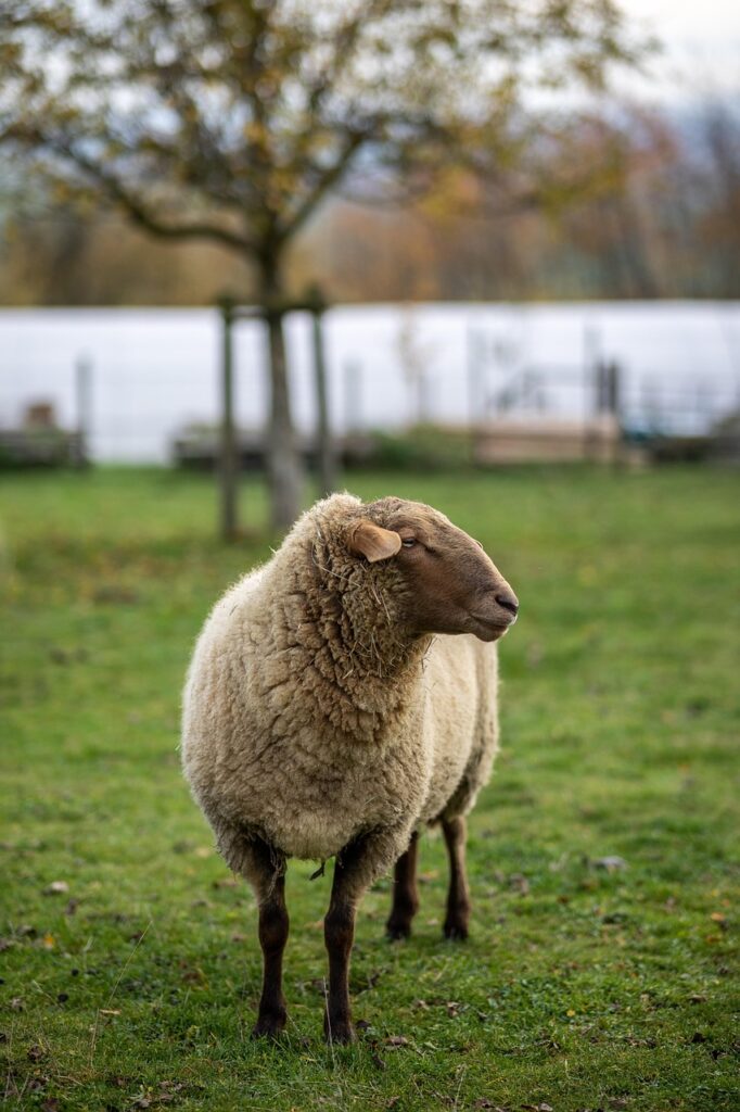sheep, wool, animal, nature, grass, meadow, sheep, sheep, sheep, sheep, sheep