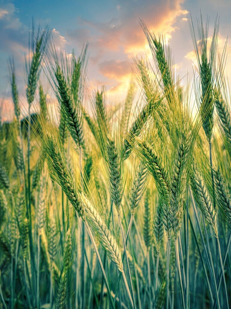 cereals, grain, field, plant, sunset, rye, agriculture, nature, growth, rural, cultivation, food, sunrise, clouds, sunlight, agriculture, agriculture, agriculture, agriculture, agriculture